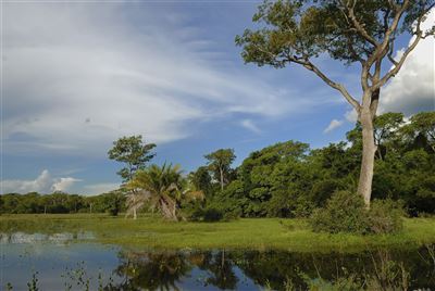 Brasilien_The Pantanal
